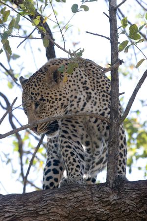 leopard in the wildの写真素材