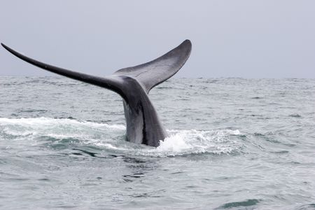 whale in hermanus south africa