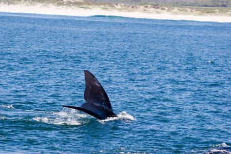whale watching in south africa
