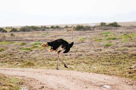 bird amboseli parkの写真素材