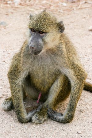 monkey, amboseli parkの写真素材