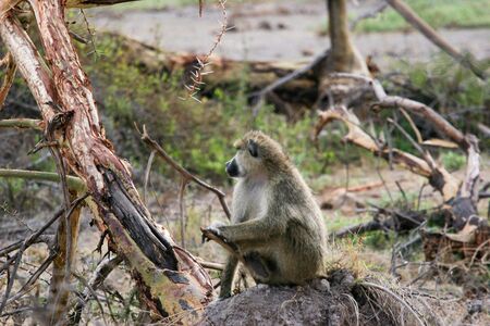 monkey, amboseli parkの写真素材