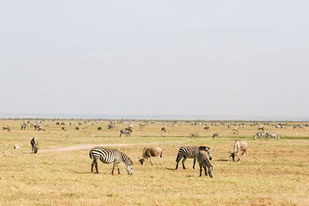 ZEBRA - ZEBRAの写真素材