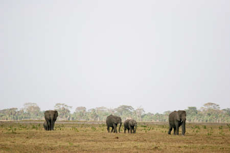 ELEFANTE - ELEPHANTの写真素材