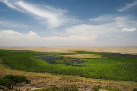 amboseli swamp, の写真素材