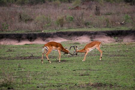 ANTILOPE - ANTILOPEの写真素材