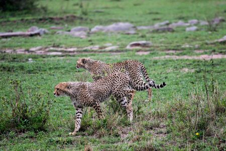 GHEPARDO - CHEETAHの写真素材