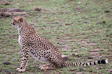 GHEPARDO - CHEETAHの写真素材