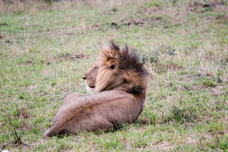 LION - LIONの写真素材