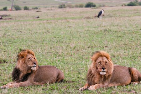 LEONE - LIONの写真素材