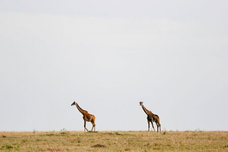 GIRAFFA - GIRAFFEの写真素材