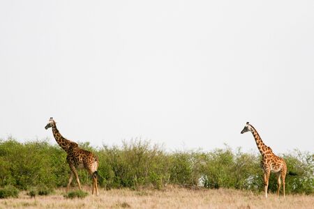 GIRAFFA - GIRAFFEの写真素材