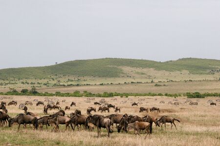 GNU - GNUの写真素材