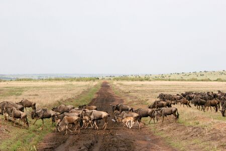 GNU; ZEBRA - GNU;ZEBRAの写真素材