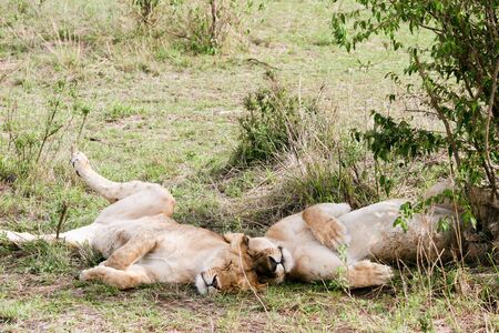 LEONE - LIONの写真素材