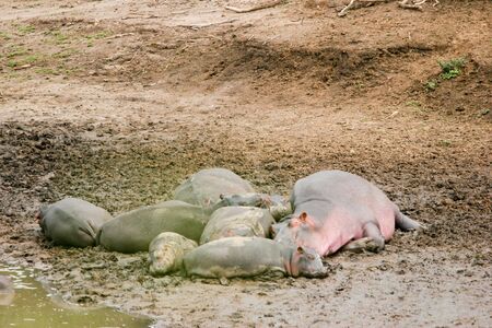 IPPOPOTAMO - HIPPOPOTAMUSの写真素材