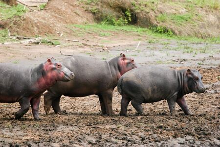 IPPOPOTAMO - HIPPOPOTAMUS