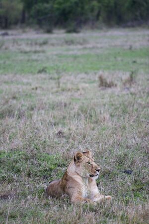 LEONE - LIONの写真素材