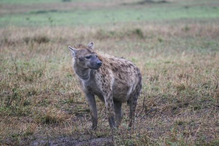 IENA  - HYENAの写真素材