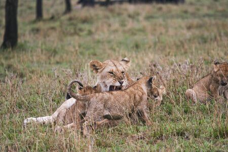 LEONE - LIONの写真素材