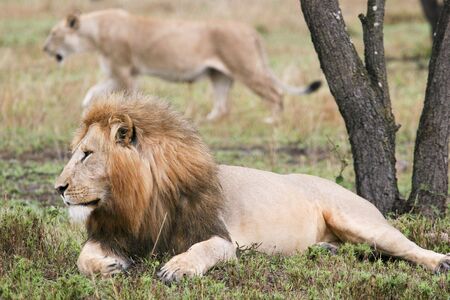 LEONE - LIONの写真素材