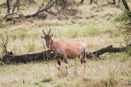 ANTILOPE - ANTILOPEの写真素材