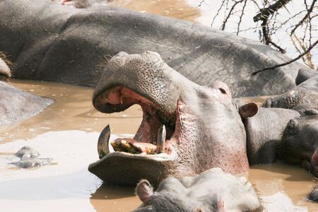 hippos in the masai mara river