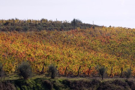 tuscany natureの写真素材