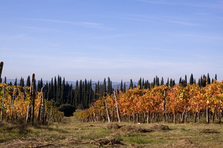 tuscany natureの写真素材