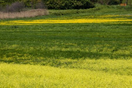 green natureの写真素材
