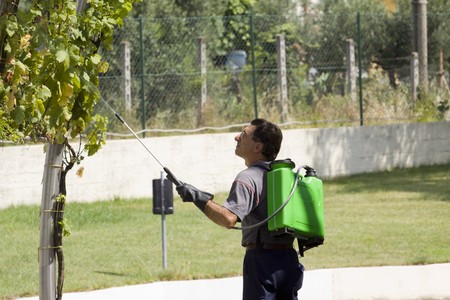 watering grapesの写真素材