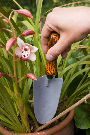 gardeningの写真素材