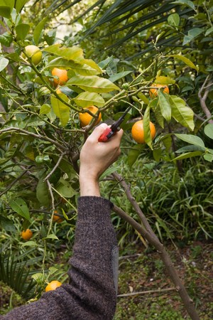 gardeningの写真素材