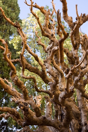 barcellonaの写真素材