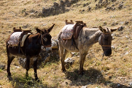 donkeyの写真素材