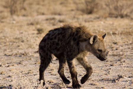 etoshaの写真素材
