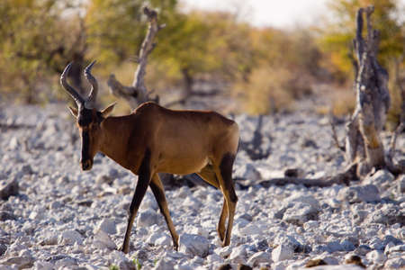 etoshaの写真素材