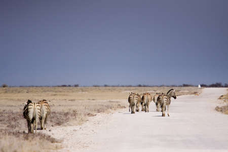 etoshaの写真素材