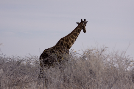 etoshaの写真素材