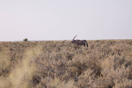 etoshaの写真素材