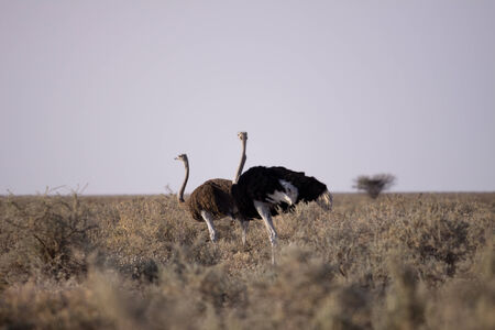 etoshaの写真素材