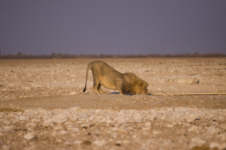 etoshaの写真素材