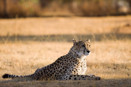lion park