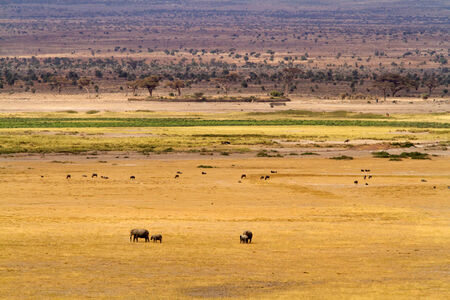 amboseli parkの写真素材