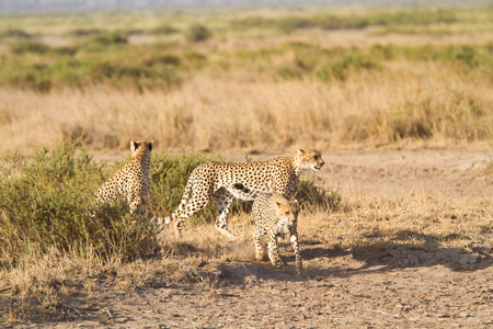 amboseli parkの写真素材