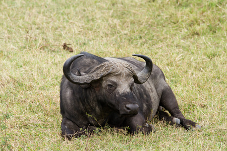 buffaloの写真素材