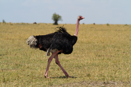 masai mara reserve