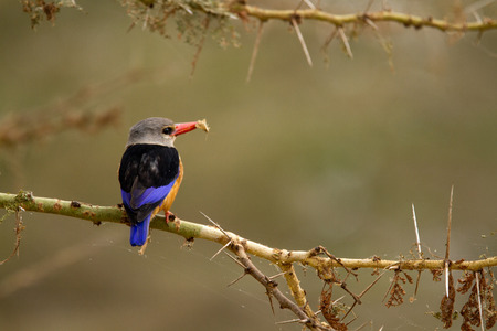 lake manyaraの写真素材
