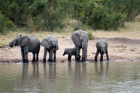 elephantsの写真素材