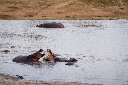 hippoの写真素材